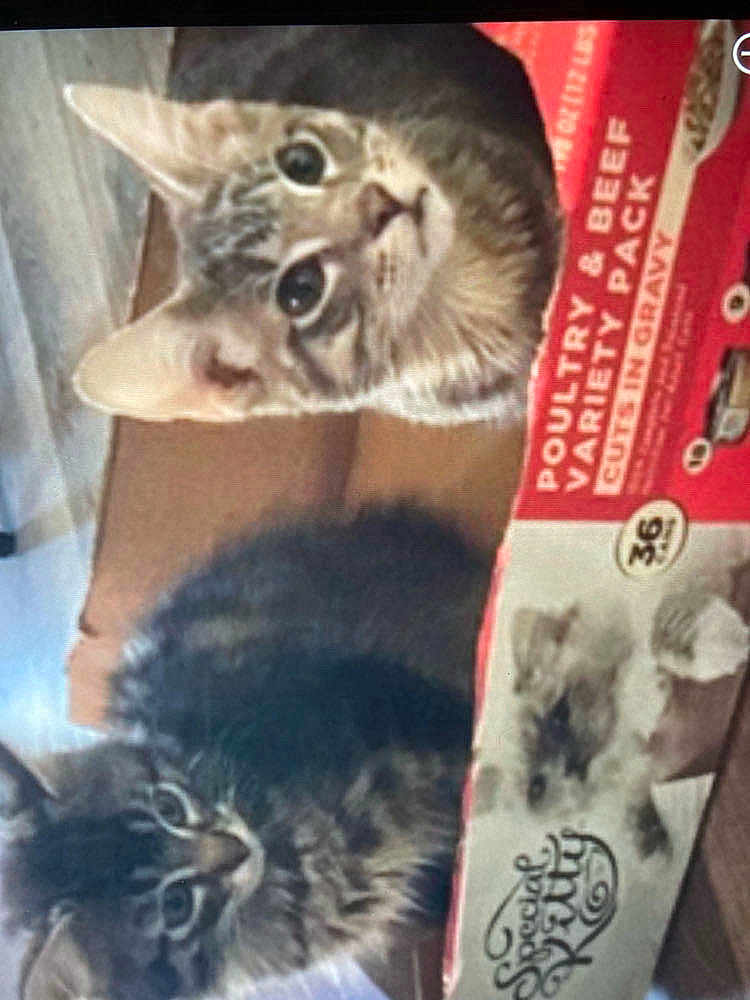 Toby And Romeo is registered to the contest to win money with this photo: cat, kitten, animal, pet, feline, curious, fluffy, box, cardboard, food_package, indoor, close_up, cute, domestic_animal, looking, two_animals, tabby, young_animal, whiskers, ears