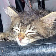 Toby And Romeo joined the competition — help win amazing prizes! kitten, sleeping, cat, close_up, fur, ears, leather, black_surface, pet, cute, nap, resting, indoor, animal, whiskers, feline, soft, young, peaceful, adorable