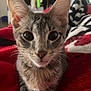 Toby And Romeo is registered to the contest to win money with this photo: cat, kitten, tabby, pet, animal, feline, cute, whiskers, ears, eyes, fur, face, indoor, blanket, red, cozy, closeup, portrait, young, curious
