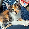 animal, black, calico, cat, closeup, cute, eyes, fur, indoor, jeans, kitten, lap, looking, orange, person, pet, ripped_jeans, whiskers, white, young