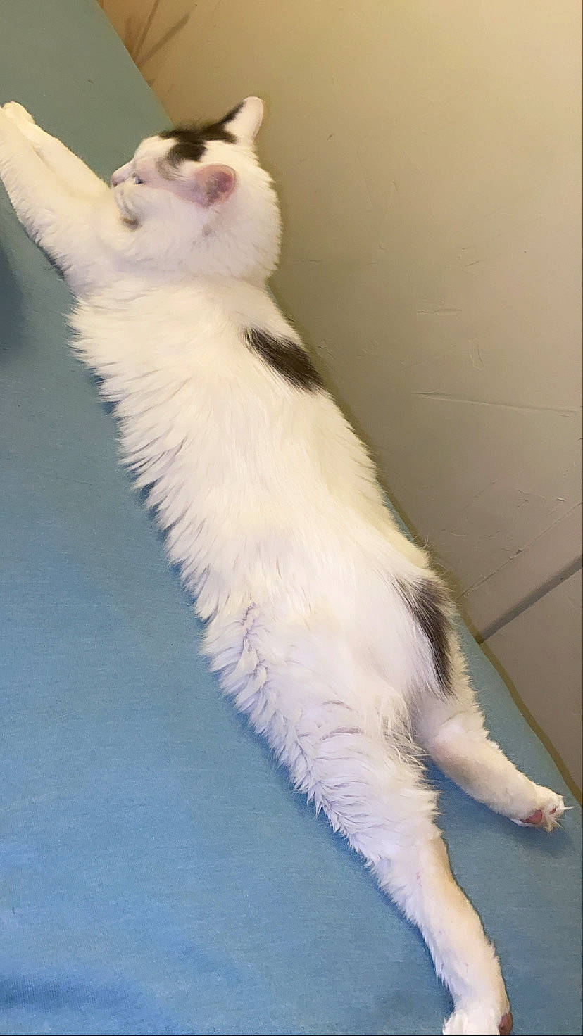 Mojito a rejoint le concours — aidez-le/la à gagner de superbes lots ! aegean_cat, carnivore, cat, felidae, fur, japanese_bobtail, kitten, paw, polydactyl_cat, small_to_medium_sized_cats, tail, turkish_angora, turkish_van, whiskers, white