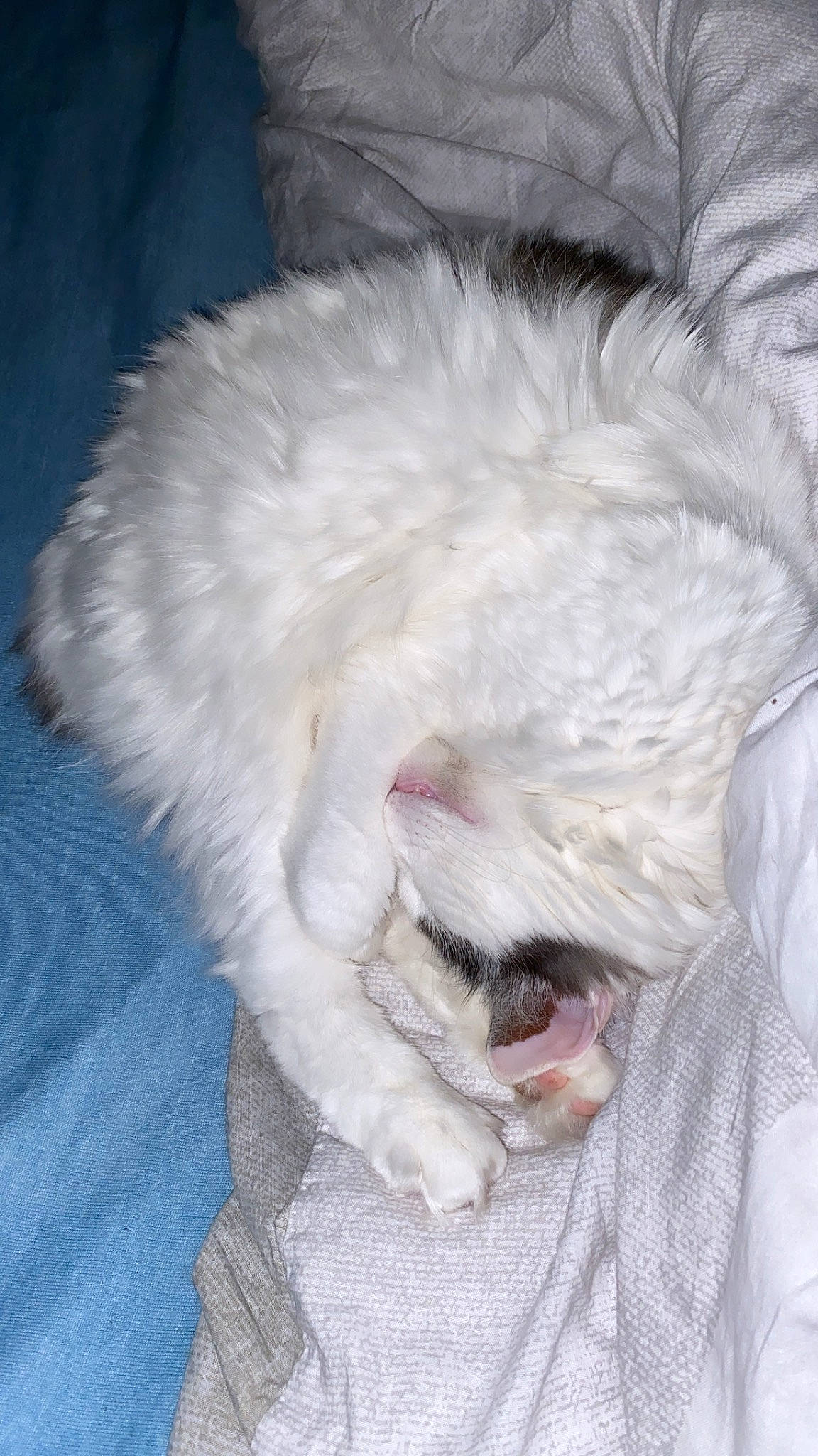 Mojito a rejoint le concours — aidez-le/la à gagner de superbes lots ! canidae, carnivore, cat, dog_breed, ear, facial_expression, felidae, fur, nose, whiskers