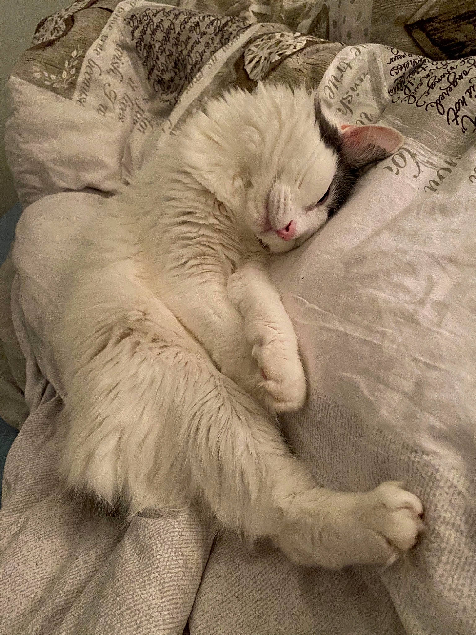 Mojito participe au concours pour gagner de l'argent avec cette photo : burmilla, carnivore, cat, ear, european_shorthair, felidae, fur, kitten, nap, norwegian_forest_cat, paw, ragdoll, sand, sleep, small_to_medium_sized_cats, turkish_angora, turkish_van, whiskers