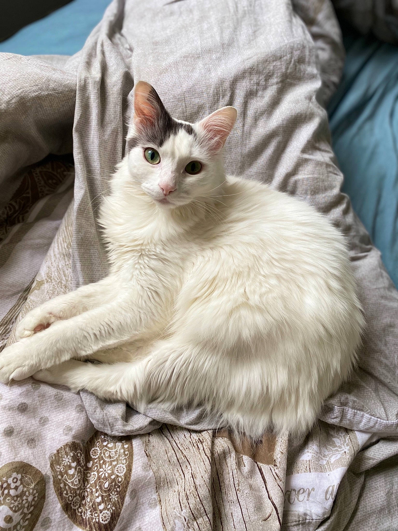 Mojito a rejoint le concours — aidez-le/la à gagner de superbes lots ! aegean_cat, asian, burmilla, carnivore, cat, colorpoint_shorthair, domestic_short_haired_cat, fawn, felidae, fur, german_rex, javanese, kitten, mammal, ragdoll, small_to_medium_sized_cats, turkish_angora, turkish_van, vertebrate, whiskers