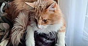 Artie is registered to the contest to win money with this photo: cat, orange_cat, white_cat, fluffy_cat, pet, domestic_cat, indoor, leather_chair, armrest, relaxed, window, curtain, natural_light, furniture, cozy, lounging, animal, whiskers, fur, looking_down