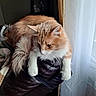 cat, orange_cat, white_cat, fluffy_cat, pet, domestic_cat, indoor, leather_chair, armrest, relaxed, window, curtain, natural_light, furniture, cozy, lounging, animal, whiskers, fur, looking_down