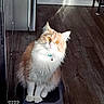 Artie is registered to the contest to win money with this photo: cat, orange_cat, white_cat, fluffy, sitting, stool, wooden_floor, indoor, pet, curious, fur, bright_eyes, amber_eyes, collar, bell, domestic_animal, feline, looking_up, flooring, home