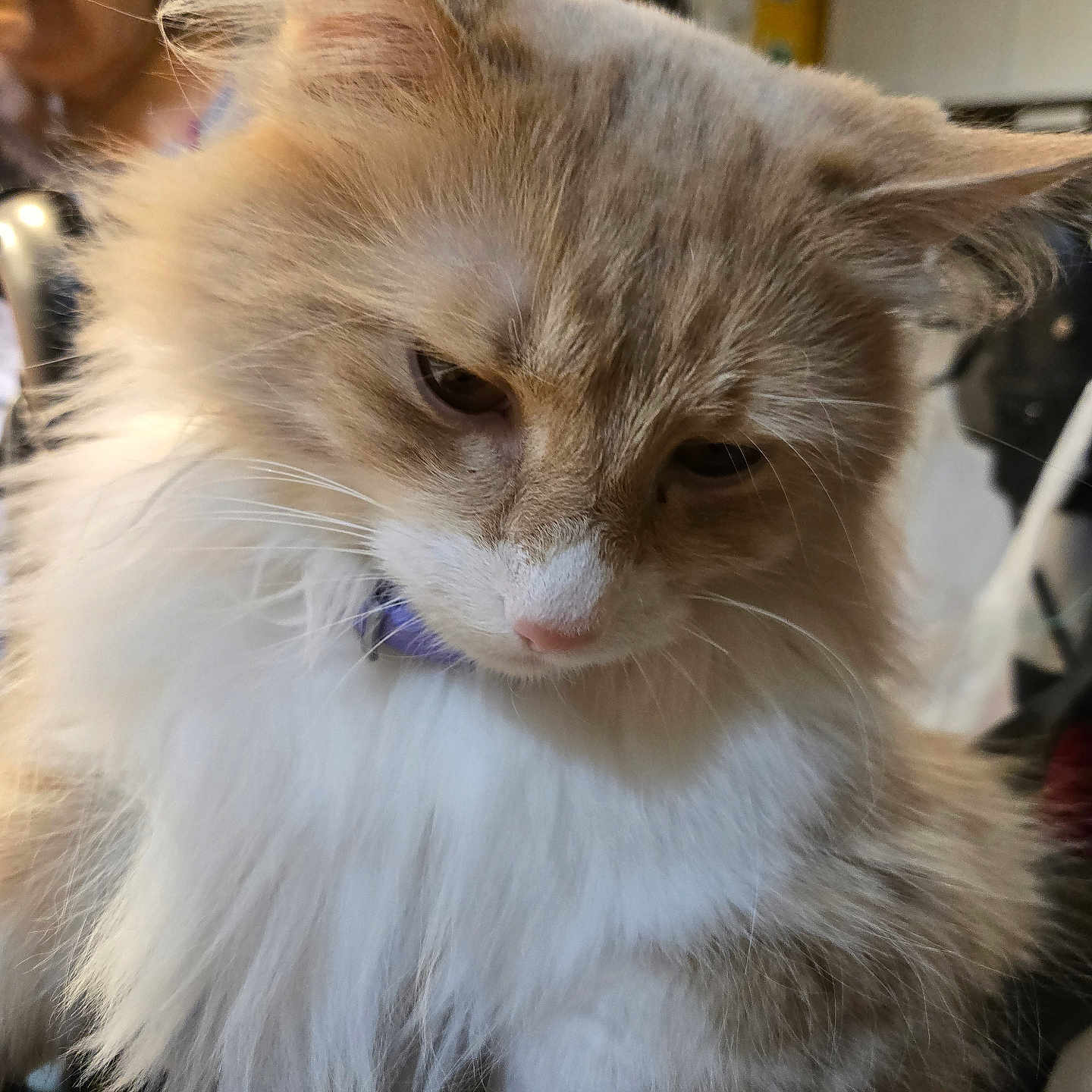 Artie