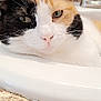 Callie joined the competition — help win amazing prizes! cat, calico_cat, pet, animal, sink, bathroom, faucet, close_up, relaxed, sleepy, whiskers, fur, face, pink_nose, green_eyes, countertop, domestic, indoor, resting, cute