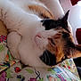 Callie joined the competition — help win amazing prizes! cat, calico, animal, pet, floral, blanket, colorful, relaxed, indoor, person, leg, fur, cute, sleepy, cozy, home, comfort, resting, closeup, soft