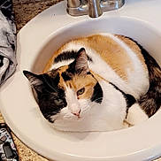 Callie joined the competition — help win amazing prizes! cat, calico_cat, sink, bathroom, faucet, countertop, fur, pet, animal, cozy, curled_up, domestic_cat, indoor, white_sink, granite, cabinet, relaxing, cute, resting, household