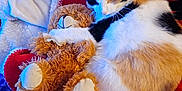 Callie is registered to the contest to win money with this photo: cat, calico_cat, plush_toy, teddy_bear, blanket, red_blanket, white_blanket, colorful_pattern, fur, pet, sleeping, cozy, indoor, resting, cute, soft, animal, companion, comfort, relaxation