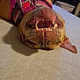 dog, upside_down, teeth, harness, pet, canine, lying_down, indoor, close_up, brown_dog, playful, happy, snout, animal, cute, relaxed, face, mouth, fur, ears
