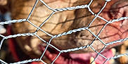 Karen is registered to the contest to win money with this photo: dog, fence, wire, tongue, outdoor, pet, blur, closeup, animal, metal, cage, brown_dog, mouth, snout, daylight, playful, background, tongue_out, barrier, canine