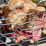 dog, fence, wire, tongue, outdoor, pet, blur, closeup, animal, metal, cage, brown_dog, mouth, snout, daylight, playful, background, tongue_out, barrier, canine