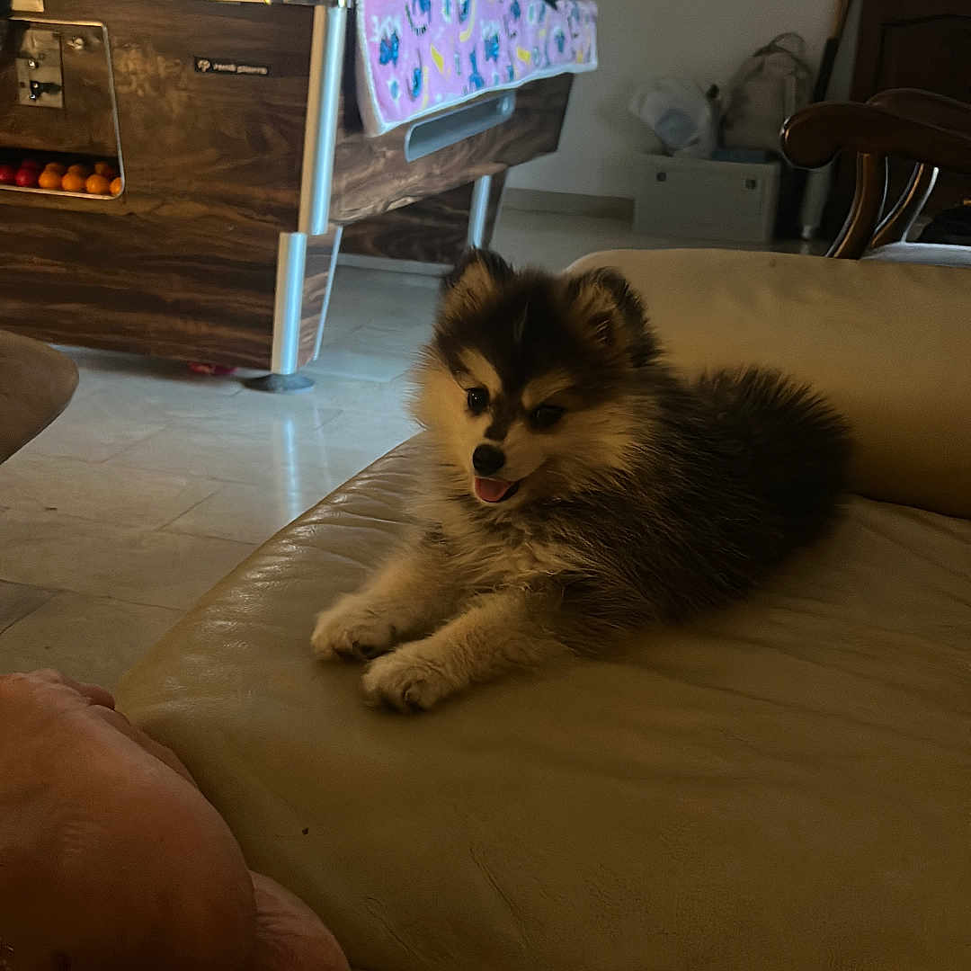 Aika a rejoint le concours — aidez-le/la à gagner de superbes lots ! puppy, dog, couch, leather, indoor, foosball_table, blanket, window, floor, furniture, toy, pet, animal, cozy, relaxing, living_room, home, playful, cute, fur