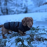 Gus is registered to the contest to win money with this photo: dog, dachshund, puppy, snow, winter, grass, outdoor, pet, animal, cold, jacket, canine, fur, nature, cute, walking, snowflakes, curious, small_dog, cold_weather