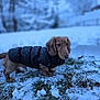 dog, dachshund, puppy, snow, winter, grass, outdoor, pet, animal, cold, jacket, canine, fur, nature, cute, walking, snowflakes, curious, small_dog, cold_weather