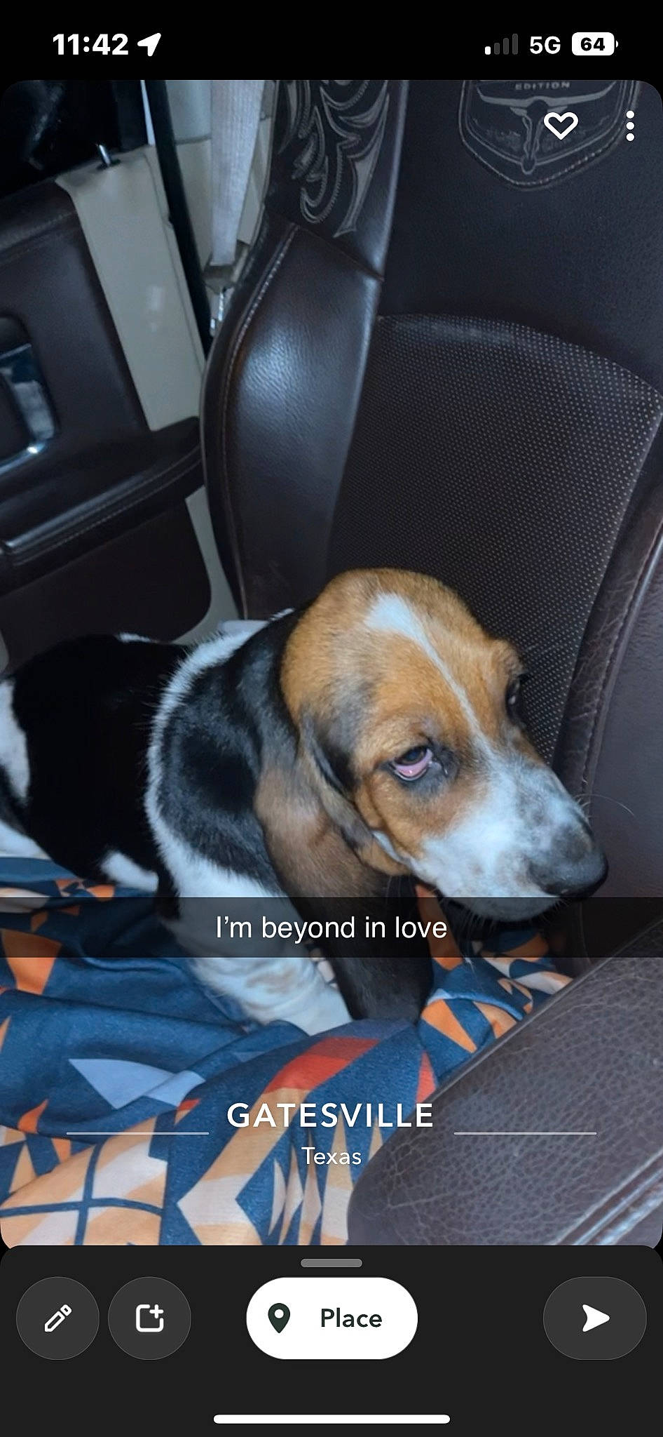 Fred joined the competition — help win amazing prizes! armrest, car_seat, car_seat_cover, carnivore, chair, comfort, companion_dog, dog, dog_breed, head_restraint, hound, scent_hound, service, snout, sporting_group, vehicle_door