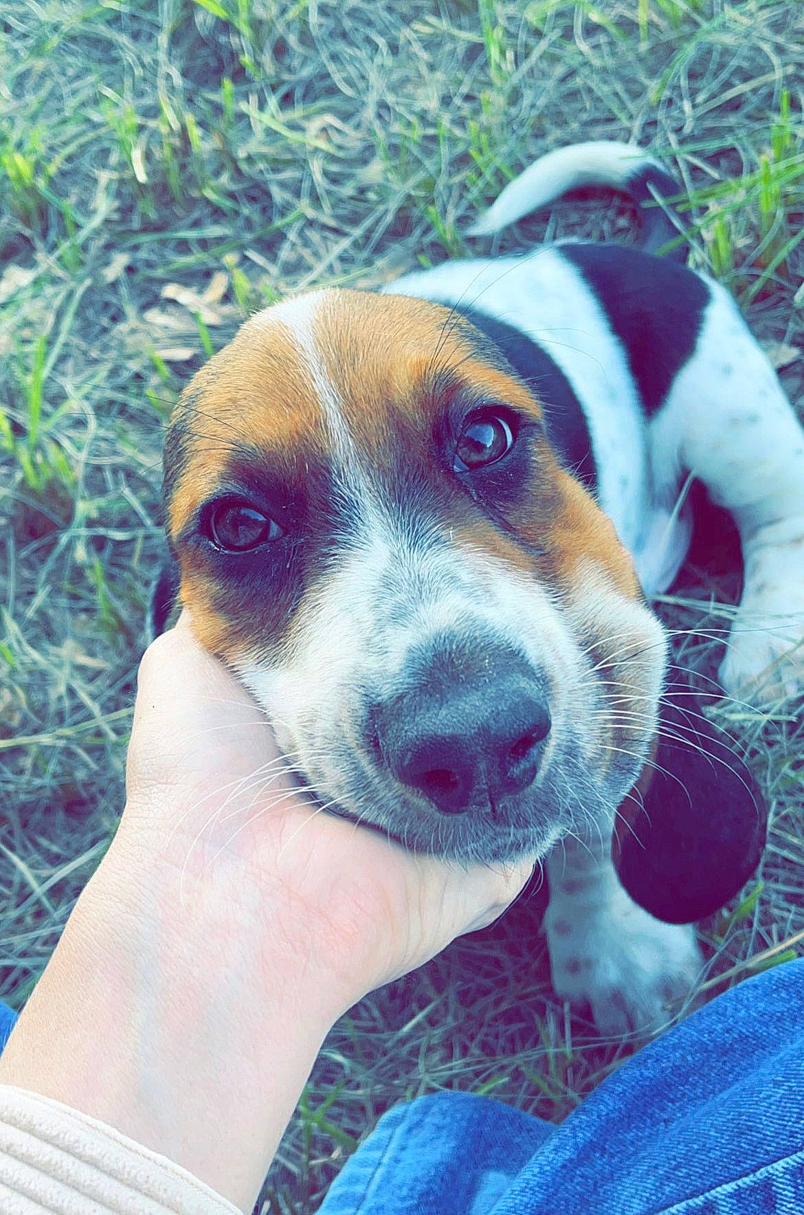 Fred joined the competition — help win amazing prizes! beagle, beagle_harrier, canidae, carnivore, companion_dog, dog, dog_breed, fawn, finnish_hound, grass, hound, hunting_dog, plant, puppy_love, scent_hound, snout, sporting_group, street_dog, terrier, whiskers