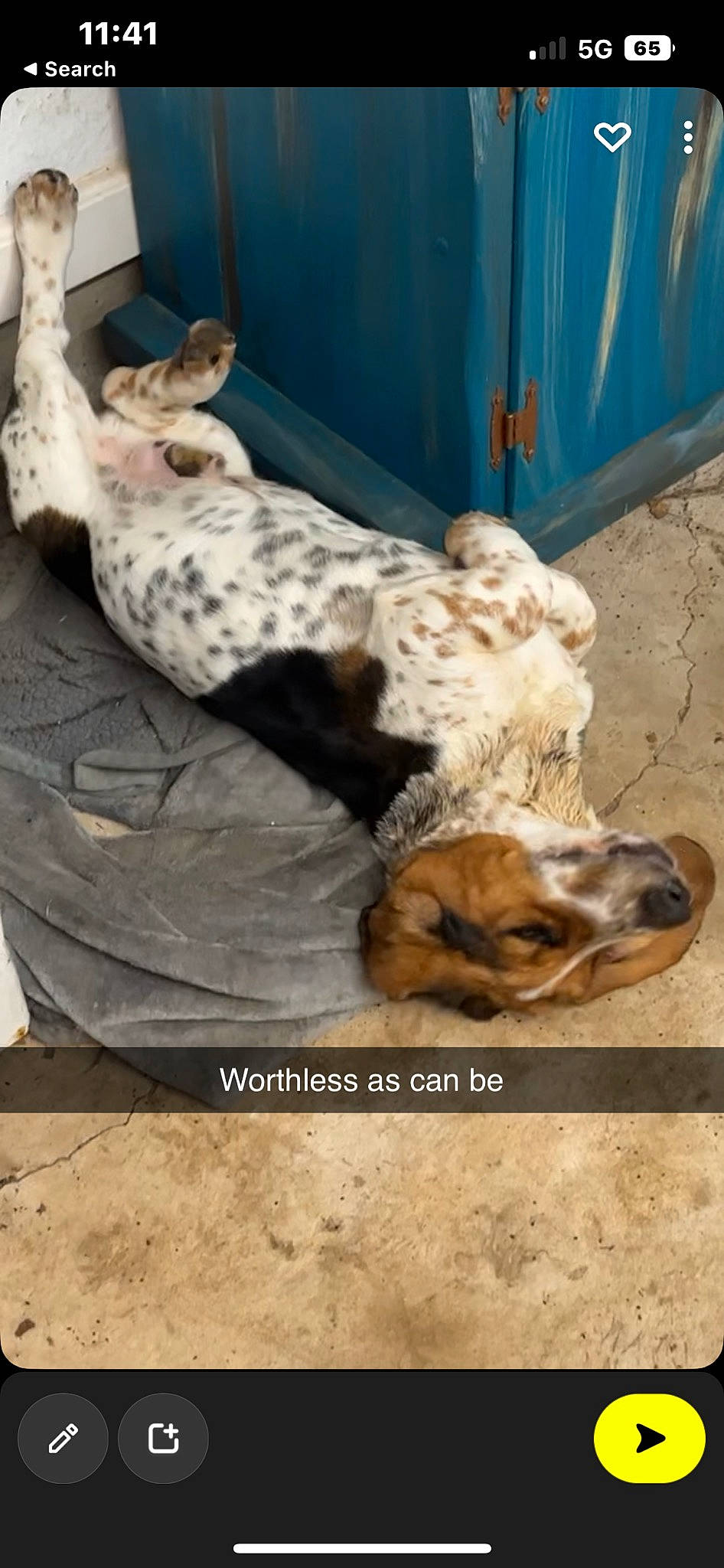 Fred is registered to the contest to win money with this photo: canidae, carnivore, companion_dog, dog, dog_breed, fawn, felidae, fur, non_sporting_group, photo_caption, snout, sporting_group, terrestrial_animal, wildlife, wood, working_animal