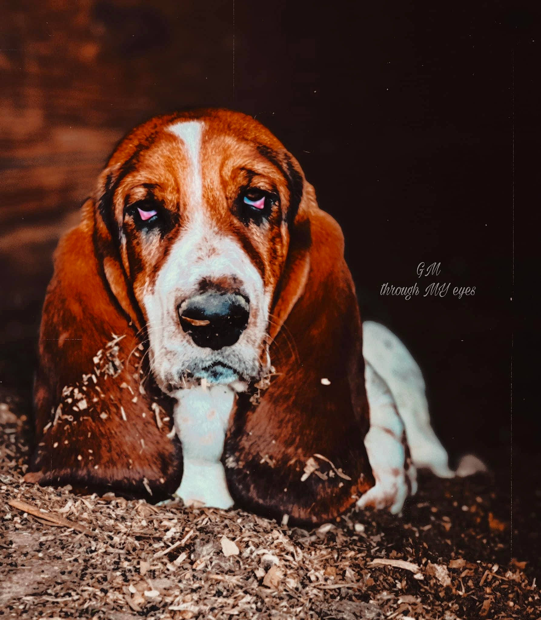 Fred joined the competition — help win amazing prizes! basset_hound, canidae, carnivore, companion_dog, dog, dog_breed, fawn, hound, hunting_dog, liver, scent_hound, sporting_group, terrestrial_animal, working_animal