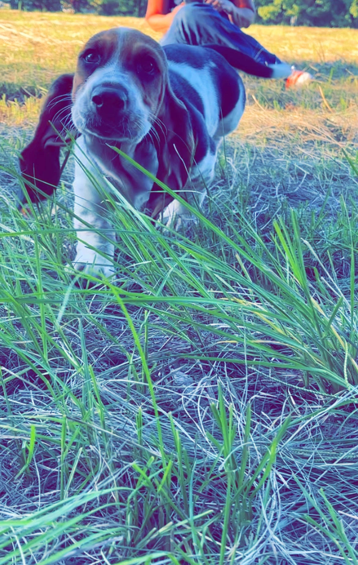 Fred joined the competition — help win amazing prizes! ball, carnivore, companion_dog, dog, dog_breed, electric_blue, fawn, grass, grass_family, grassland, gun_dog, meadow, plant, prairie, sporting_group, tail, terrestrial_animal, tree, whiskers, working_animal