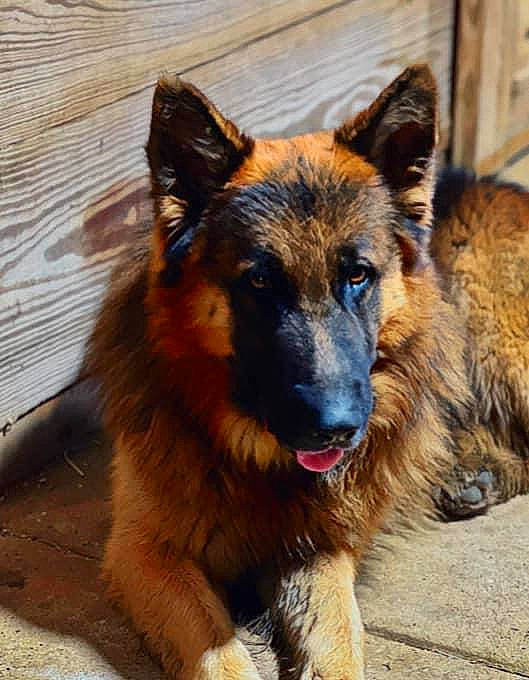 Saint is registered to the contest to win money with this photo: canidae, carnivore, companion_dog, dog, dog_breed, fawn, fur, german_shepherd_dog, herding_dog, king_shepherd, old_german_shepherd_dog, plant, snout, sporting_group, working_dog