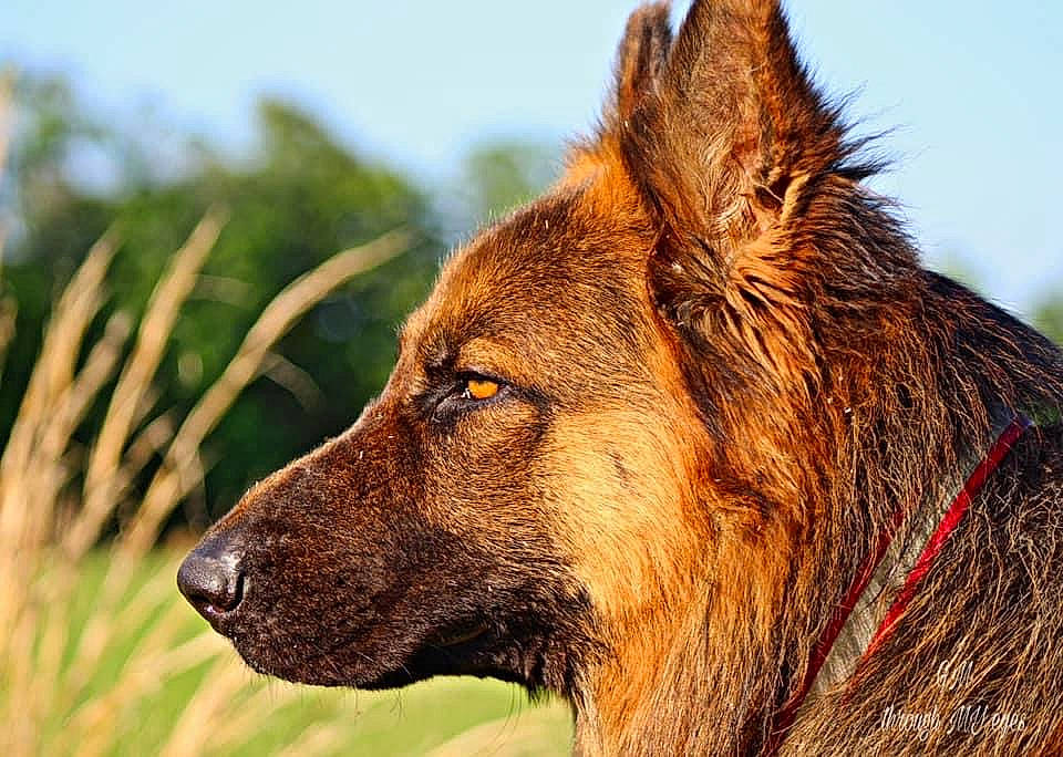 Saint joined the competition — help win amazing prizes! canidae, canis, carnivore, dog, dog_breed, fang, fawn, fur, grass, herding_dog, liver, natural_landscape, sky, snout, sporting_group, terrestrial_animal, whiskers, wildlife, working_animal, working_dog