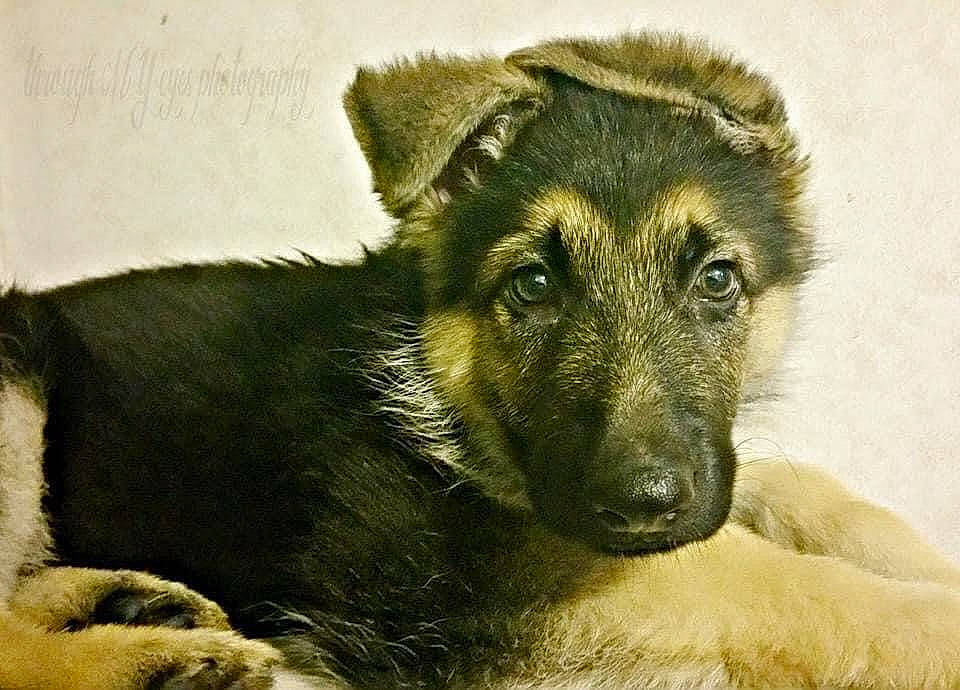 Saint is registered to the contest to win money with this photo: canidae, carnivore, companion_dog, dog, dog_breed, fawn, fur, german_shepherd_dog, guard_dog, herding_dog, king_shepherd, old_german_shepherd_dog, snout, sporting_group, street_dog, terrestrial_animal, whiskers, wildlife, working_animal, working_dog