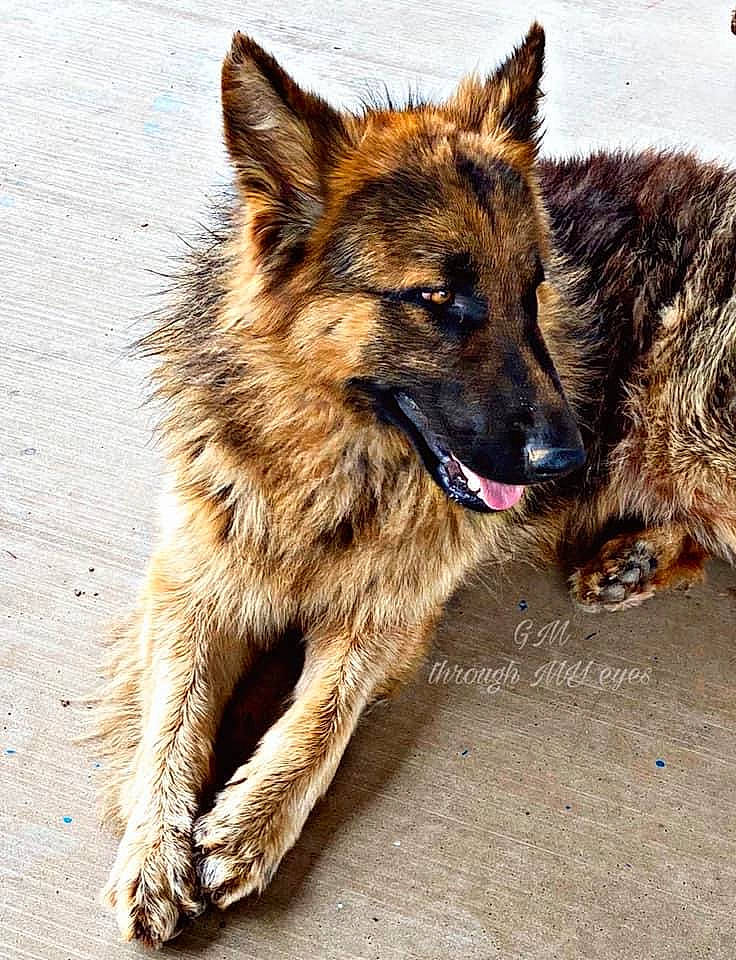 Saint is registered to the contest to win money with this photo: biting, canidae, canis, carnivore, companion_dog, dog, dog_breed, eye, fawn, fur, german_shepherd_dog, herding_dog, king_shepherd, old_german_shepherd_dog, snout, sporting_group, terrestrial_animal, whiskers, wildlife, working_dog