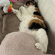 Danette a rejoint le concours — aidez-le/la à gagner de superbes lots ! cat, calico_cat, sleeping, plush_toy, unicorn, blanket, soft, bed, cozy, indoor, pet, feline, resting, fur, animal, cute, comfort, relaxation, home, stuffed_animal