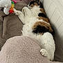 animal, bed, blanket, calico_cat, cat, comfort, cozy, cute, feline, fur, home, indoor, pet, plush_toy, relaxation, resting, sleeping, soft, stuffed_animal, unicorn