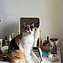 Danette participe au concours pour gagner de l'argent avec cette photo : cat, calico_cat, mirror, dresser, hair_straightener, beauty_products, makeup_brushes, cotton_swabs, container, wall, reflection, tabletop, indoor, pet, fur, whiskers, green_eyes, domestic, feline, seated