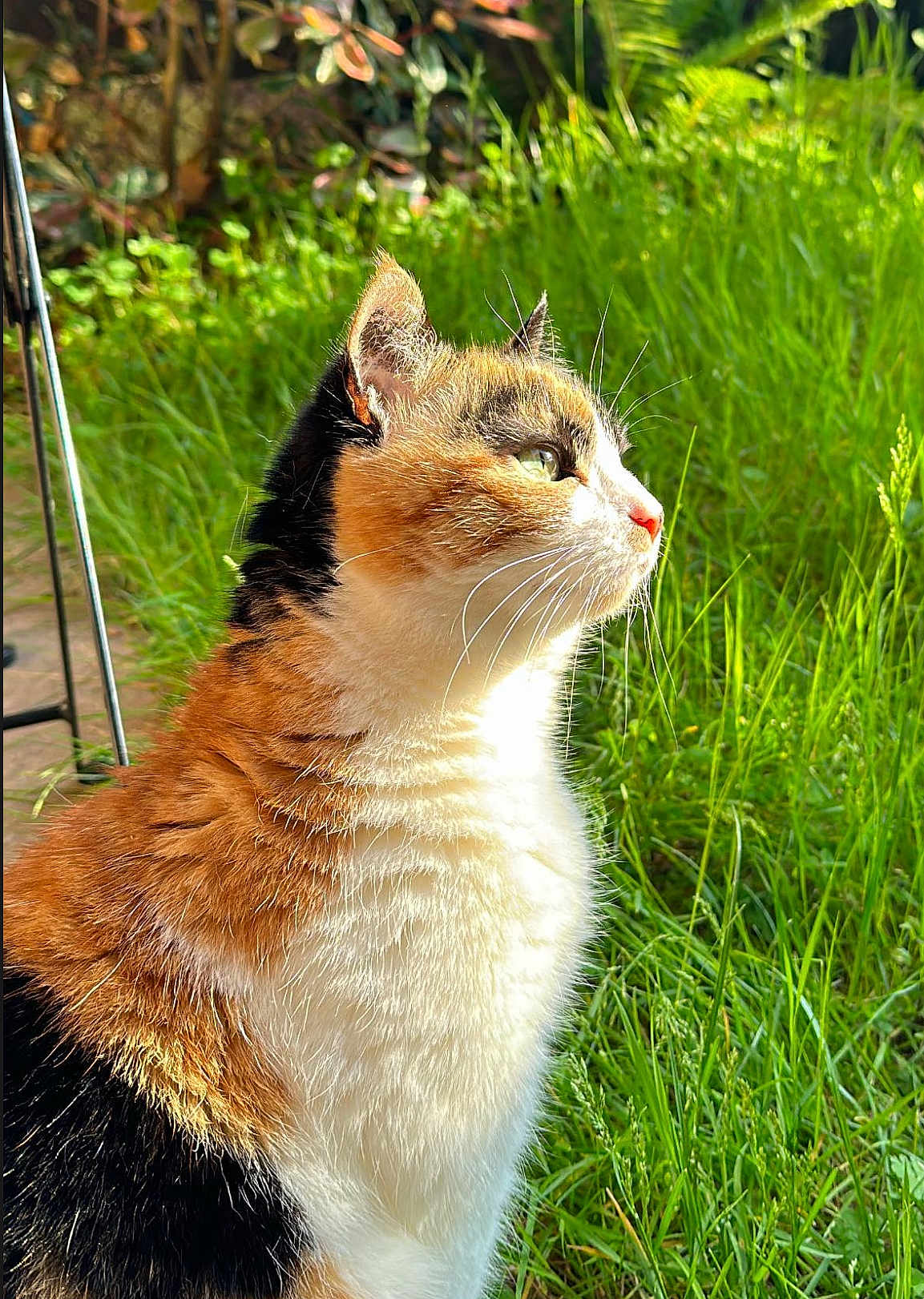 Danette a rejoint le concours — aidez-le/la à gagner de superbes lots ! cat, calico, outdoor, grass, sunlight, profile, fur, pet, animal, nature, whiskers, greenery, daylight, mammal, closeup, cute, serene, portrait, feline, sideview