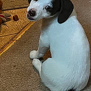 Lilly Mendoza is registered to the contest to win money with this photo: puppy, dog, white, black_ears, carpet, floor, pet, indoor, toy, looking_back, cute, small_dog, young, animal, domestic, sitting, fur, nose, ears, playful