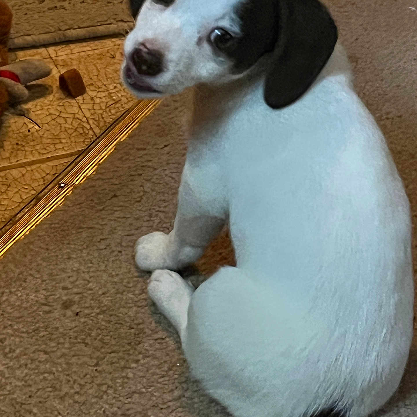 Lilly Mendoza is registered to the contest to win money with this photo: puppy, dog, white, black_ears, carpet, floor, pet, indoor, toy, looking_back, cute, small_dog, young, animal, domestic, sitting, fur, nose, ears, playful