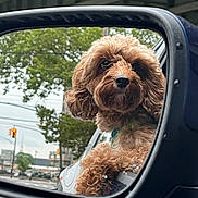 Carly is registered to the contest to win money with this photo: brown_fur, car, closeup, curly_fur, cute, dog, looking_out, nose, outdoors, paw, poodle, rearview_mirror, reflection, side_mirror, street, traffic_light, travel, tree, urban, window