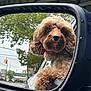 brown_fur, car, closeup, curly_fur, cute, dog, looking_out, nose, outdoors, paw, poodle, rearview_mirror, reflection, side_mirror, street, traffic_light, travel, tree, urban, window