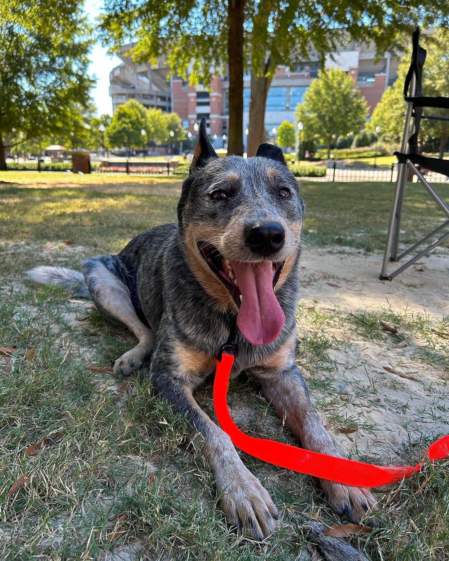 Rio joined the competition — help win amazing prizes! airedale_terrier, australian_cattle_dog, carnivore, cimarron_uruguayo, collar, dog, dog_breed, dog_collar, giant_dog_breed, grass, guard_dog, herding_dog, plant, sky, snout, sporting_group, tail, tree, working_animal, working_dog