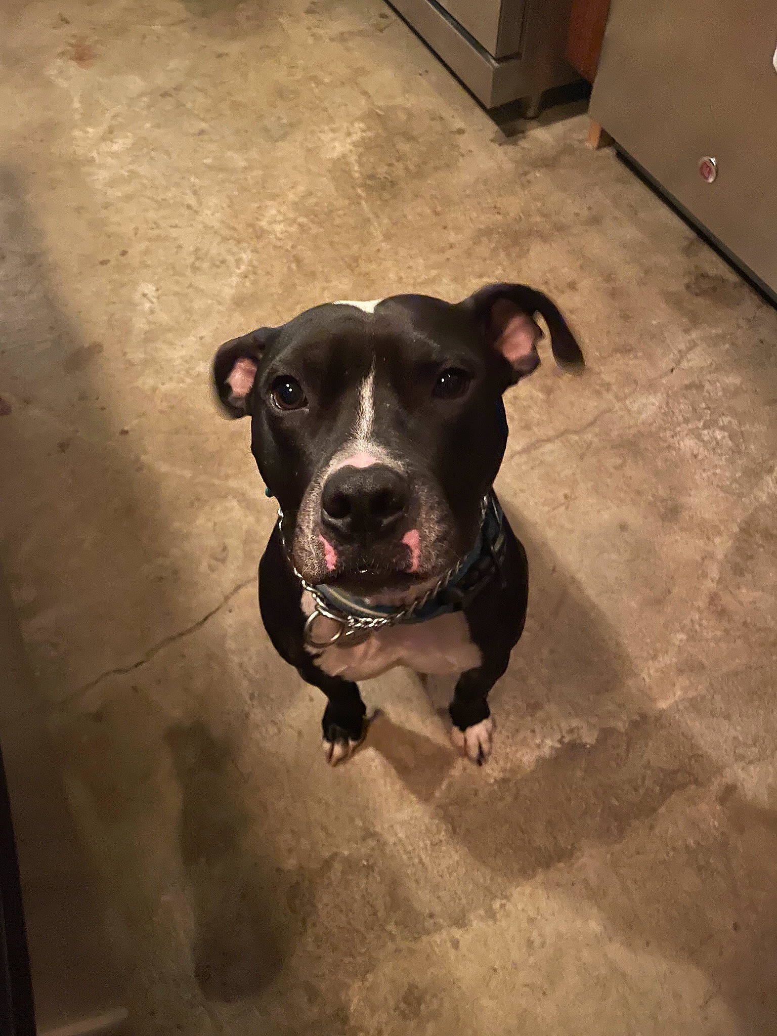 Blu is registered to the contest to win money with this photo: borador, cabinetry, canidae, carnivore, collar, companion_dog, dog, dog_breed, dog_collar, fawn, flooring, guard_dog, hunting_dog, leash, personal_protective_equipment, pet_supply, shadow, whiskers, working_animal, working_dog