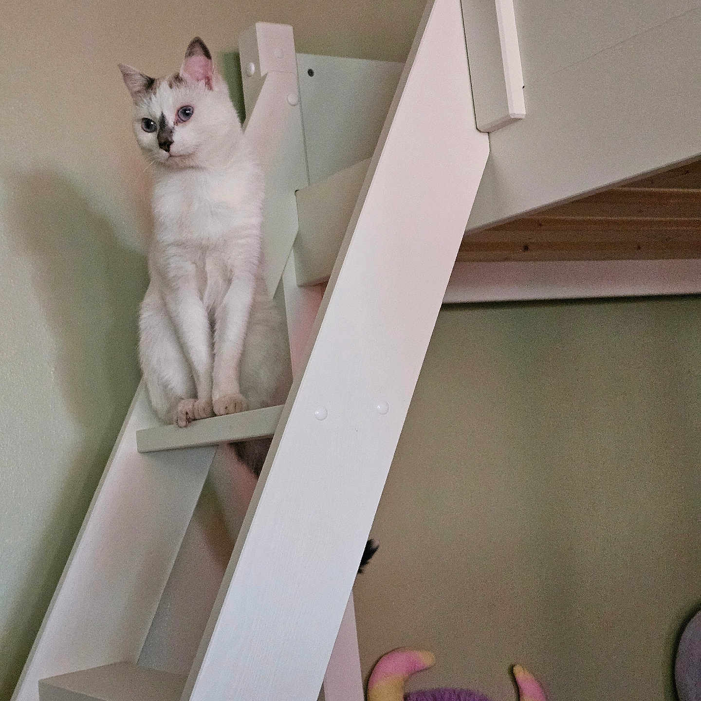 Flocon a rejoint le concours — aidez-le/la à gagner de superbes lots ! cat, kitten, white_cat, animal, pet, ladder, stairs, indoors, home, furniture, sitting, standing, portrait, blue_eyes, pointed_ears, fur, toy, purple_toy, wood, room