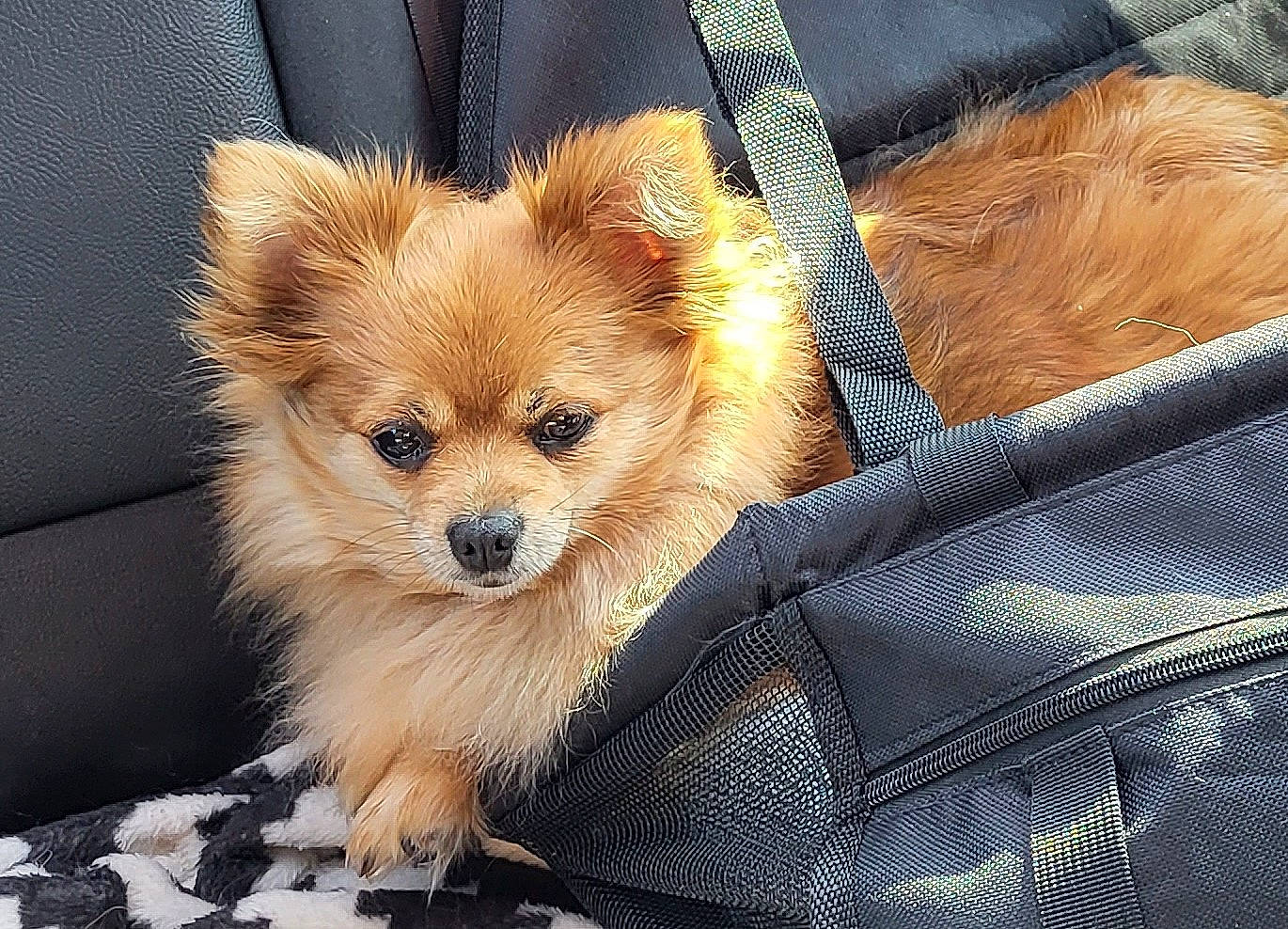 Kena participe au concours pour gagner de l'argent avec cette photo : canidae, carnivore, companion_dog, dog, dog_breed, fawn, fur, german_spitz, german_spitz_klein, german_spitz_mittel, liver, pomeranian, snout, spitz, sporting_group, terrestrial_animal, toy_dog, volpino_italiano, whiskers, working_animal