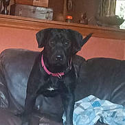 Betty joined the competition — help win amazing prizes! dog, black_dog, collar, leather_couch, blanket, indoor, furniture, pet, animal, living_room, brown, wooden_shelf, household_items, blurred, standing, canine, domestic_animal, home, cozy, decor