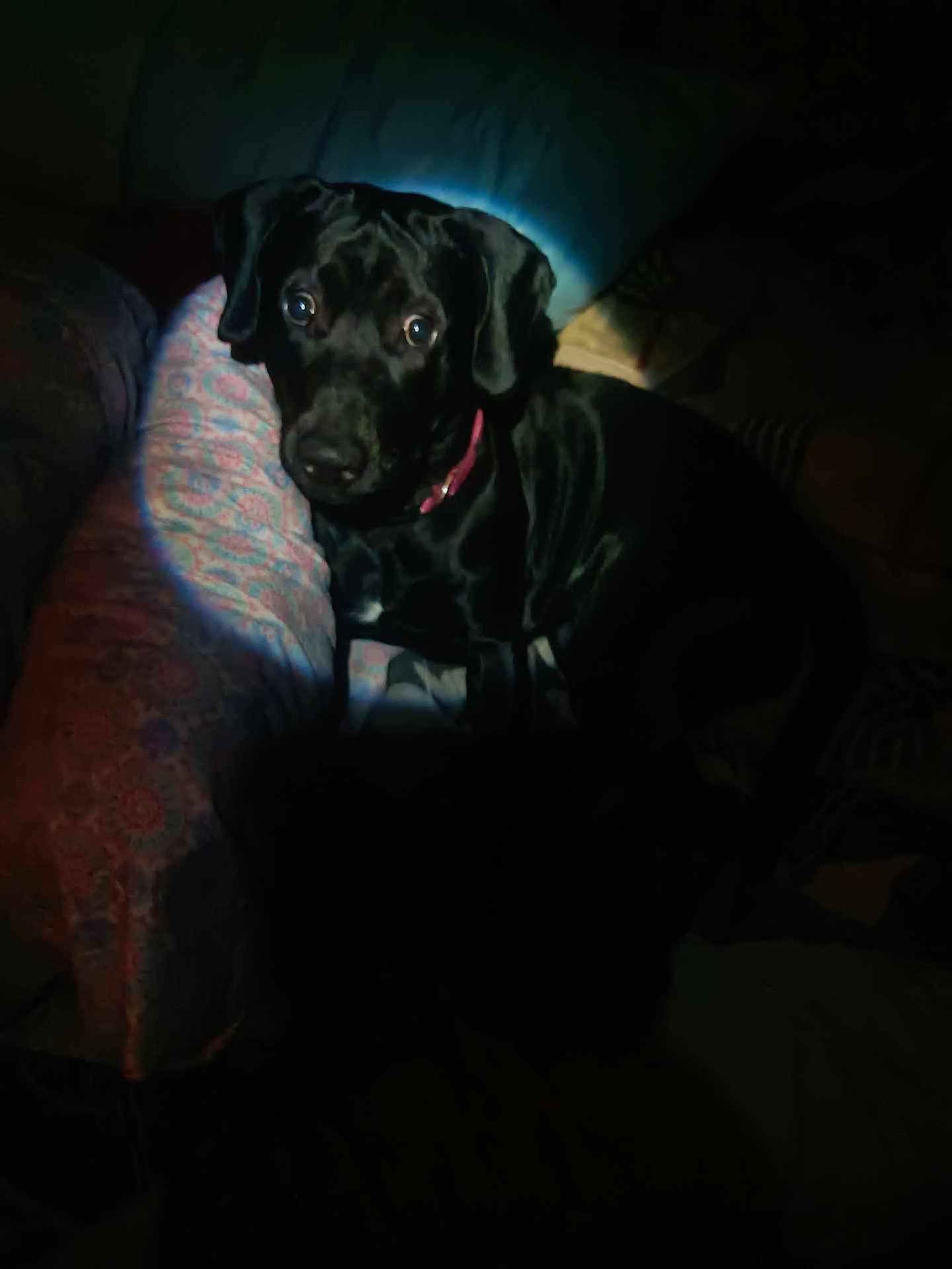 Betty joined the competition — help win amazing prizes! dog, black_dog, pet, couch, indoor, spotlight, patterned_cushion, animal, canine, companion, looking, seated, ears, collar, domestic_animal, fur, home, quiet, curious, dim_light