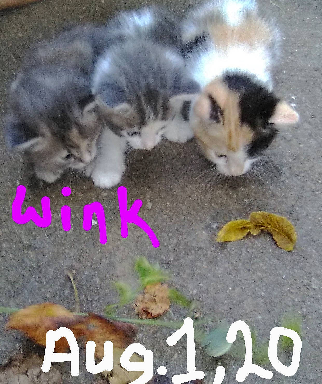 Wink is registered to the contest to win money with this photo: carnivore, cat, domestic_short_haired_cat, event, felidae, font, fur, grass, happy, love, mammal, paw, photo_caption, plant, sky, small_to_medium_sized_cats, soil, tail, vertebrate, whiskers