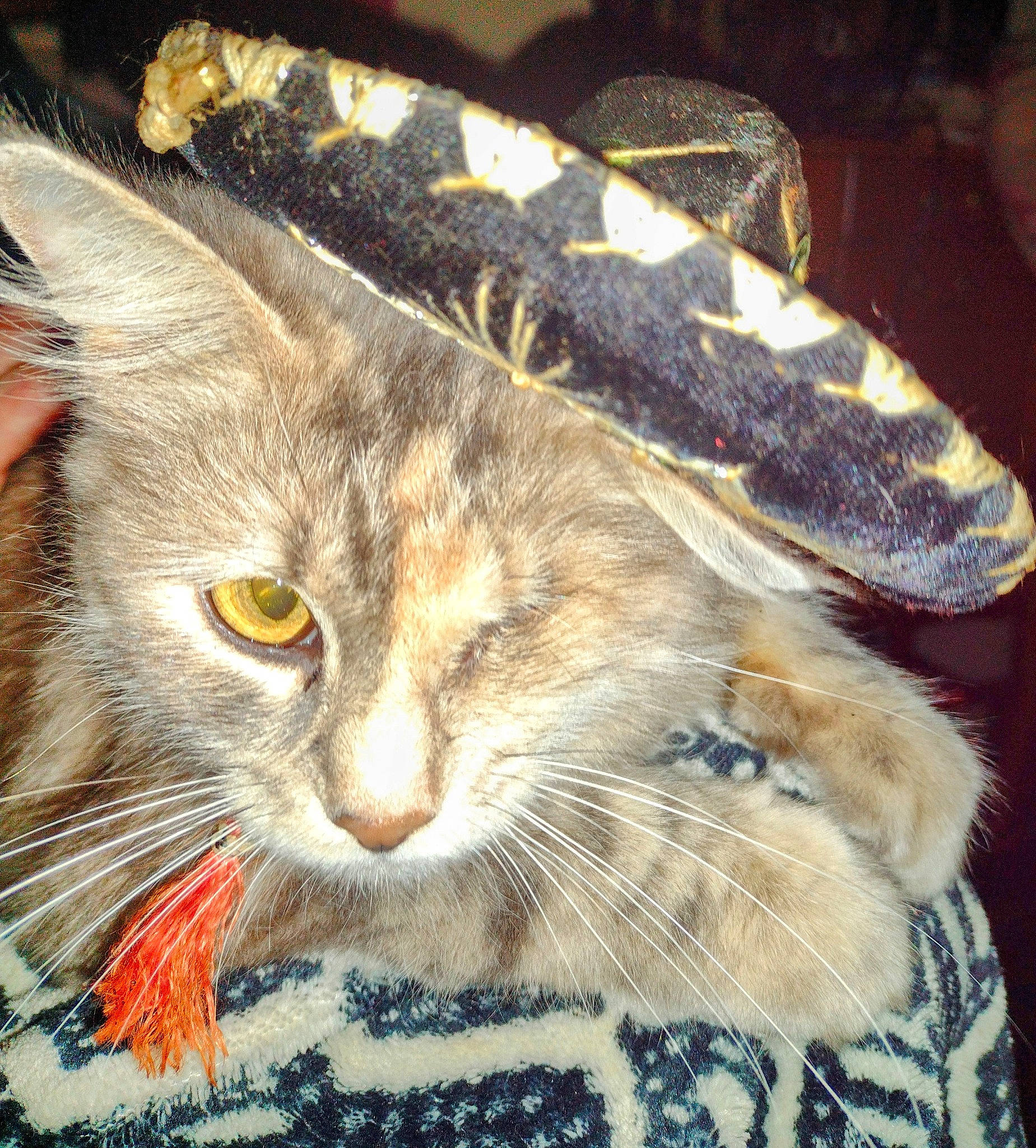 Wink is registered to the contest to win money with this photo: carnivore, cat, cat_supply, claw, comfort, domestic_short_haired_cat, felidae, fur, paw, photo_caption, small_to_medium_sized_cats, snout, tail, terrestrial_animal, whiskers, wildlife, window