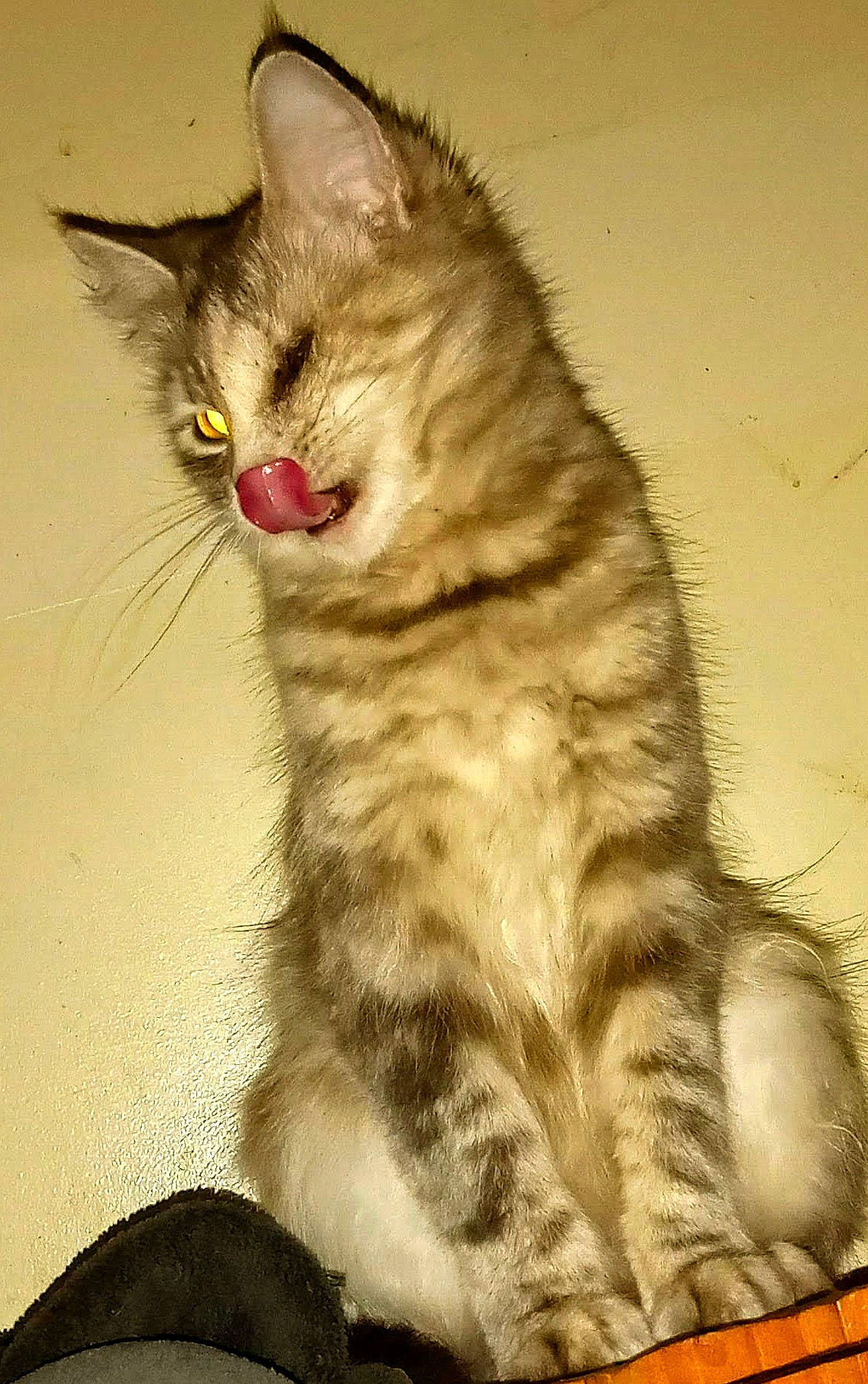 Wink is registered to the contest to win money with this photo: carnivore, cat, cat_toy, claw, domestic_short_haired_cat, eye, felidae, fur, paw, small_to_medium_sized_cats, snout, tail, terrestrial_animal, whiskers