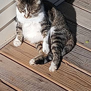 Mr. Kitty is registered to the contest to win money with this photo: animal, cat, cute, daylight, domestic_cat, feline, fluffy, fur, nature, outdoor, peaceful, pet, relaxing, resting, shadow, striped, sunlight, tabby, white_paws, wooden_deck