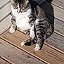 animal, cat, cute, daylight, domestic_cat, feline, fluffy, fur, nature, outdoor, peaceful, pet, relaxing, resting, shadow, striped, sunlight, tabby, white_paws, wooden_deck